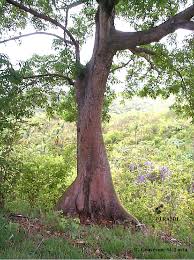 Image result for Ceiba pentandra