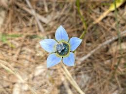 Image result for Wahlenbergia capillacea
