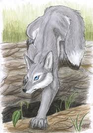 I will draw what i want. Grey Fox By Tacimur On Deviantart