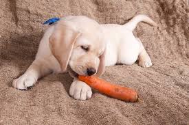 — for what period is it valid? Vegetarische Hunde Gibt Es Das Wirklich Deine Tiere