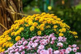 5 Things You Probably Didn T Know About Mums
