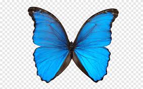 Butterfly, golden butterfly, yellow butterfly, png material, angle png. Butterfly S Blue Morpho Butterfly Png Pngegg