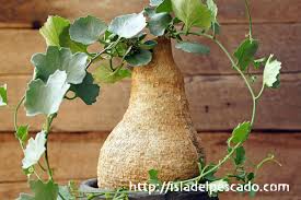 Image result for Kedrostis africana