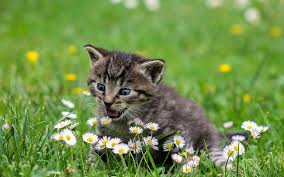 Maybe you would like to learn more about one of these? Atopy An Allergic Skin Reaction Chantilly Animal Hospital