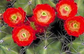 So you may wonder how a cactus, the quintessential desert resident, can keep living when it can go for weeks months or even years without a good dose of h20. Deserts Natureworks