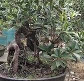 Ficus Racemosa Bonsai