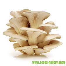 This means they're attached to the stem and run most of the way down it. White Oyster Mushroom Mycelium Spores Seeds Pleurotus