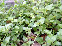 Image result for Calyptocarpus vialis