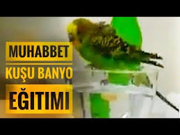 Muhabbet Kusuna Banyo Yapmayi Ogretme Banyo Egitimi Detayli Anlatim Youtube