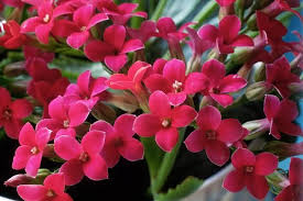 Pin On Gardens And Flowers