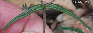 Image result for Nesaea linearis