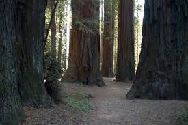 Mad river rapids rv park is located near the redwood forests of northern california, right off of highway 101 in the city of arcata. Rv Camping Destination In California 3 Reasons To Visit Big Basin Redwoods State Park Trailer Hitch Rv Blog