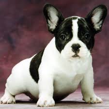 Lansing michigan pets and animals 650 $. Canine Health Clearances Registries Bullmarket French Bulldogs