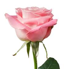 Results updated daily for flowers uk Rose Light Pink 60cm Wholesale Dutch Flowers Direct Florist Supplies Uk