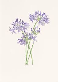 Pin De Tanya Hodgson Em Tattoo Design Tatoo Ideias De Tatuagens Botanica