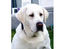 Yellow labs are sweet and playful, which makes them a great companion & a fantastic family pet. Labrador Retriever Puppies In Oregon