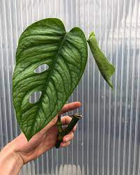 Monstera Siltepecana With Fenestrations Flower Garden Plants Alocasia Plant Inside Plants