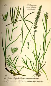 Image result for Tragus koelerioides