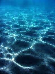 58647264 img 0275 kealakekua bay sandy bottom focusfixer5 back pinterest oceano azul agua azul agua de mar
