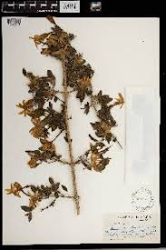 Image result for Jasminum bakeri