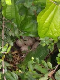 Nesting Season 2019 Goose Nest On Henna Tree With 7 Eggs Covered By Betel Leaves Climber Plant Leaves Henna Tree Leaves