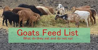 Though they won't get sick if they do eat them. Goats Feed List What Do Goats Eats And Don T Eat Farming Method