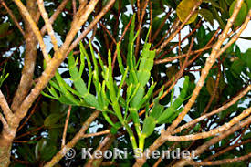 Image result for Viscaceae