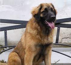 Leonberger Puppies Breeders Leonbergers Leonberger Puppy Leonberger Leonberger Dog