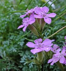 Image result for Loxodera caespitosa