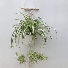 Image result for Chlorophytum stolzii