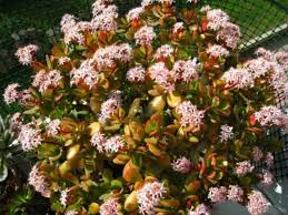 We did not find results for: Crassula Ovata Pink Beauty Pink Jade Plant World Of Succulents Jade Plants Crassula Ovata Plants