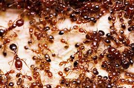 Ants play a very important role in the ecology of your garden for good and for not so good. Fire Ant Control Identification Behavior And Management Joe Gardener