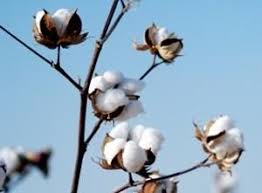 Cotton plant and its different parts