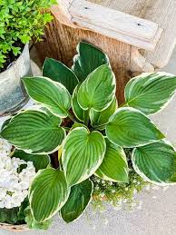 When fertilizing please read the instructions and do not over feed! Tips And Tricks For Planting Hostas In Pots