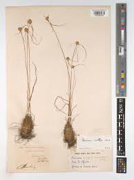 Image result for Cyperus mollipes