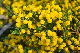 Image result for Acacia lasiopetala
