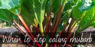 It's actually pretty easy to grow, too! When Not To Eat Rhubarb Here S What To Know Foodiosity