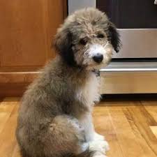 Feel free to browse hundreds of active classified puppy for sale listings, from dog breeders in pa and the. Bordoodle Dog Breed Information Pictures More