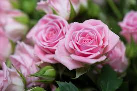Rosa linux is a linux operating system distribution, developed by the russian company 'llc ntc it rosa'. Rosa Rosen Die Schonsten Sorten In Pink Rose Plantura