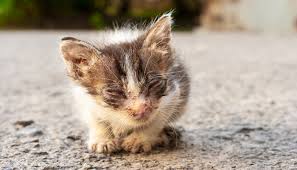 Kucing tidak bersuara kucing tidak bersuara juga salah satu tanda ia mendekati kematian ada juga ia mengeluarkan sesekali suara ckup keras dan biasanya karena rasa sakit yang ia alami. Penyebab Dan Tanda Anak Kucing Sakit Mata Kucingmania