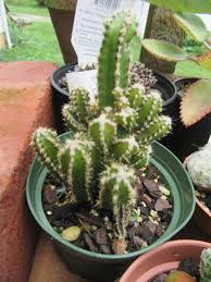 Image result for Coleus tetragonus