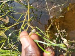 Image result for Dopatrium