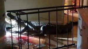 Unboxing crocodile premium kitchen stainless steel sink. When An Alligator Breaks Into Your House At Night Bbc News