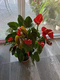 Flower Of The Day Anthurium Clare S Cosmos