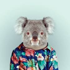 Zoo Portraits Zoo Animals Animals Koala Bear