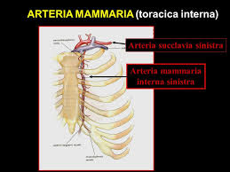 Anatomia Coronarica Ppt Scaricare