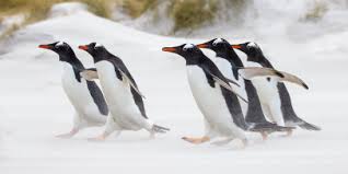 Just by looking at a penguin, it is clear to see that their bodies have been specially adapted for swimming. A Penguin S Waddle Is More Efficient Than Your Walk Who S Laughing Now Latest Science News And Articles Discovery