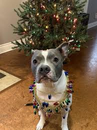Christmas Angel Pitbulls Pitbull Pictures Pitbull Dog Pitbull Terrier