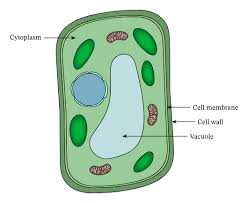 A cell wall is a structural layer surrounding some types of cells, just outside the cell membrane. Lesson Explainer Support In Plants Nagwa