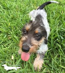 Black And Tan Wire Haired Dachshund Puppy Black And Tan Piebald Wirehair Elegant Dachshunds Wire Haired Dachshund Dachshund Puppies